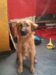 Bolinha