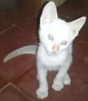 Gato raça Siamês idade Abaixo de 2 meses nome mimo