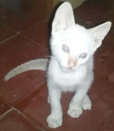 Gato ra a Siamês idade Abaixo de 2 meses nome mimo