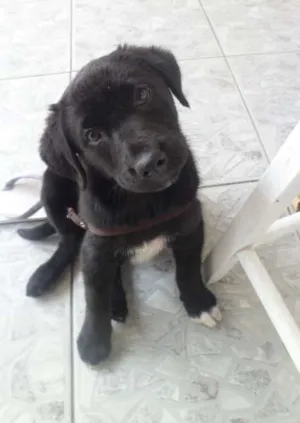 Cachorro raça Labrador idade 2 a 6 meses nome Ramona