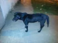 Negão