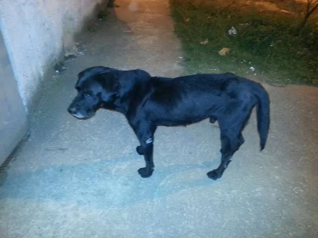 Cachorro ra a Labrador idade 6 ou mais anos nome Negão