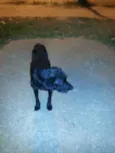 Negão
