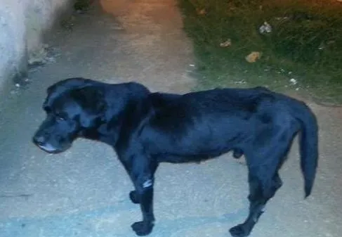 Cachorro ra a Labrador idade 6 ou mais anos nome Negão