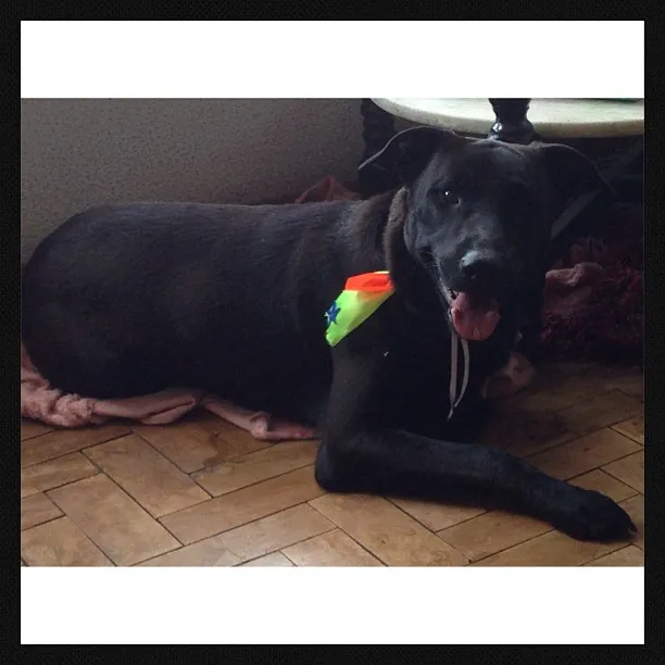 Cachorro ra a labrador idade 2 anos nome Blante