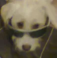Marley