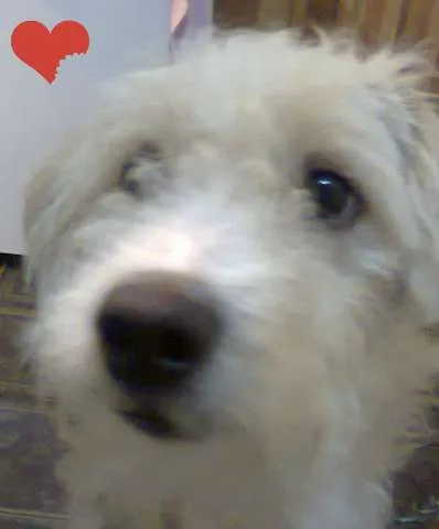 Cachorro ra a Viralata idade 2 anos nome Marley