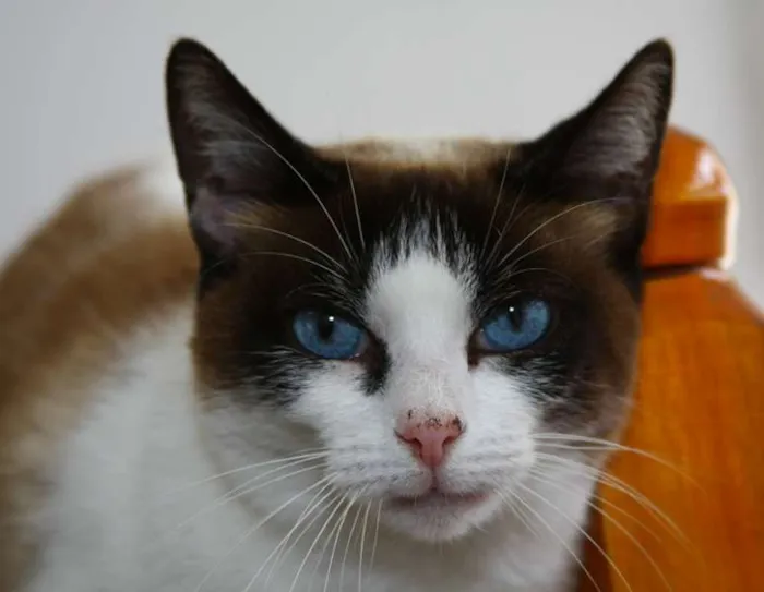Gato ra a SRD idade 4 anos nome Yasmin