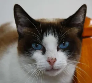 Gato raça SRD idade 4 anos nome Yasmin