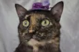 Morgana