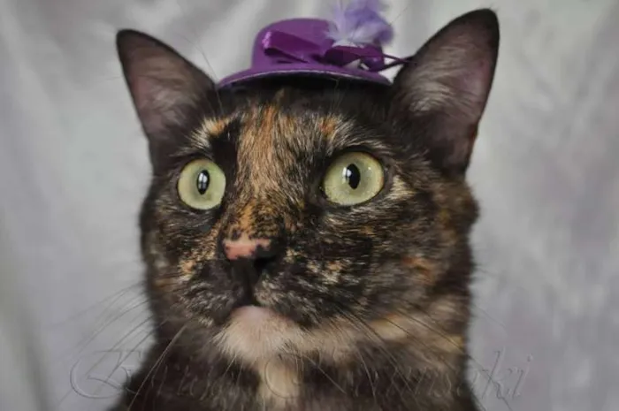 Gato ra a SRD idade 2 anos nome Morgana
