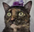 Morgana