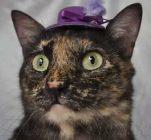 Gato raça SRD idade 2 anos nome Morgana
