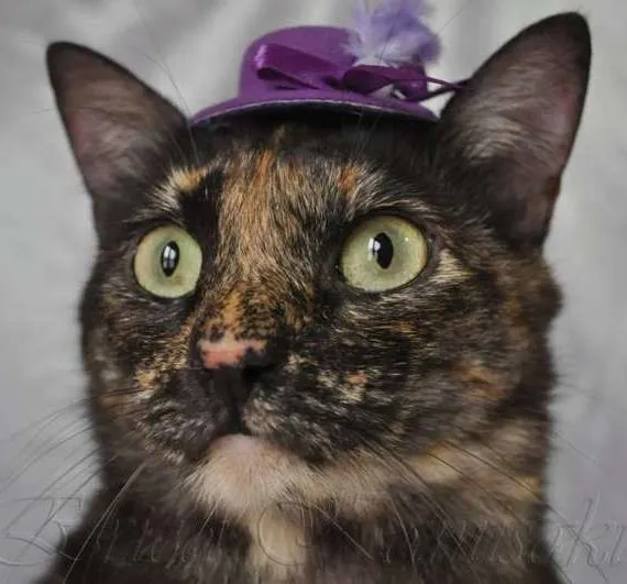 Gato ra a SRD idade 2 anos nome Morgana
