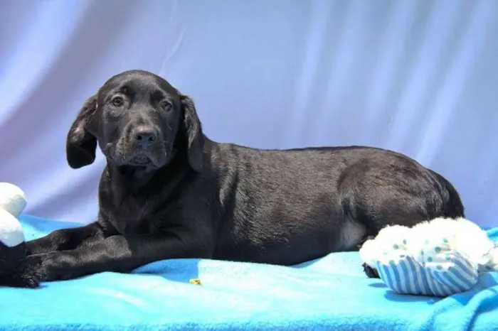 Cachorro ra a SRD idade 2 a 6 meses nome Apollo