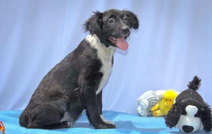 Cachorro ra a SRD idade 2 a 6 meses nome Gigi