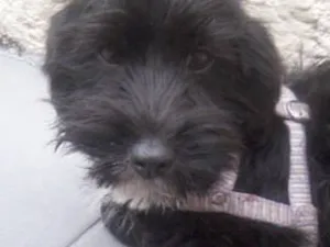 Cachorro raça viralata idade 2 a 6 meses nome taiga