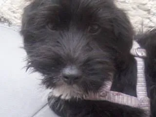 Cachorro raça viralata idade 2 a 6 meses nome taiga