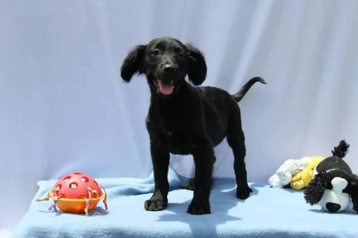 Cachorro ra a SRD idade 2 a 6 meses nome Zeus