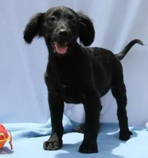 Cachorro raça SRD idade 2 a 6 meses nome Zeus