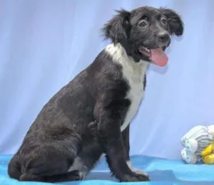 Cachorro raça SRD idade 2 a 6 meses nome Gigi