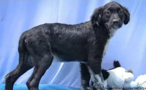 Cachorro raça SRD idade 2 a 6 meses nome Vitor