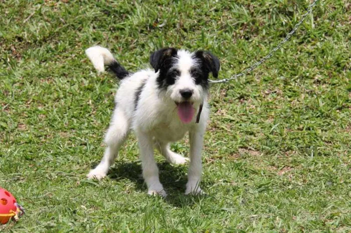 Cachorro ra a SRD idade 7 a 11 meses nome Zezé