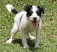 Zezé