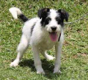 Cachorro raça SRD idade 7 a 11 meses nome Zezé