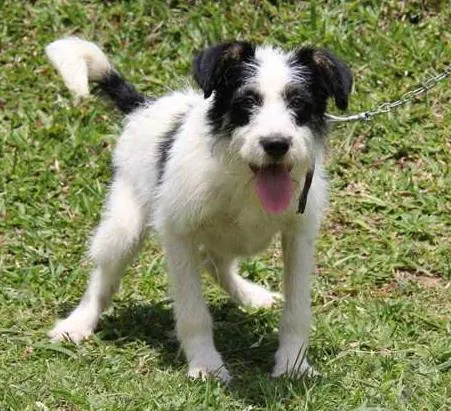 Cachorro ra a SRD idade 7 a 11 meses nome Zezé