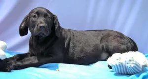 Cachorro raça SRD idade 2 a 6 meses nome Apollo