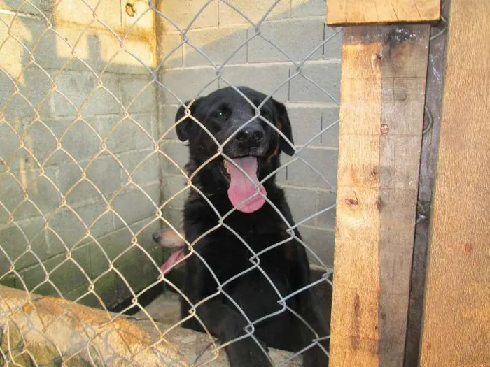 Cachorro ra a SRD idade 4 anos nome Fofa