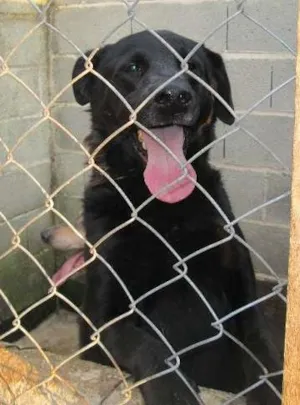 Cachorro raça SRD idade 4 anos nome Fofa