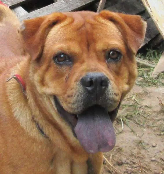 Cachorro ra a SRD idade 1 ano nome Laika