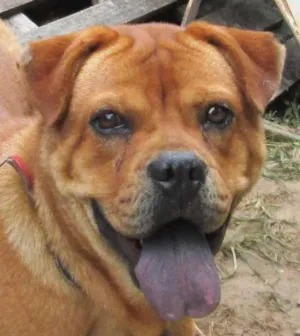 Cachorro raça SRD idade 1 ano nome Laika