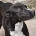 BlackPitty