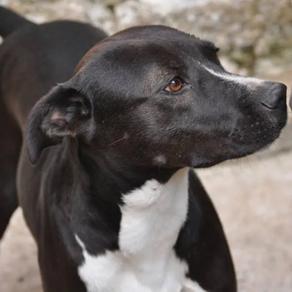 Cachorro ra a SRD idade 5 anos nome BlackPitty