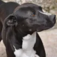 BlackPitty