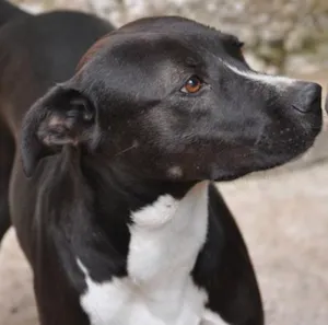 Cachorro raça SRD idade 5 anos nome BlackPitty