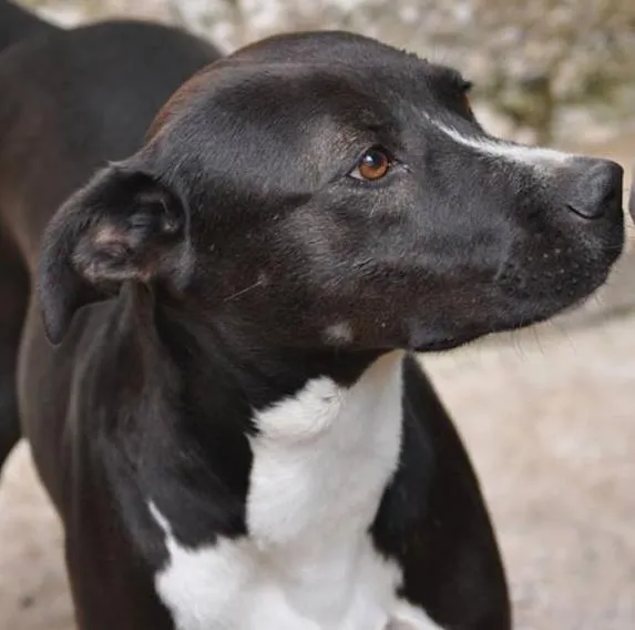 Cachorro ra a SRD idade 5 anos nome BlackPitty