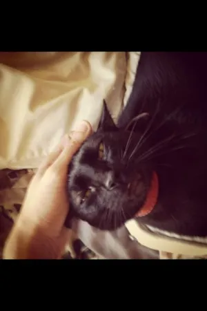Gato raça SRD idade 4 anos nome Fellini
