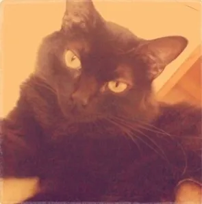 Gato ra a SRD idade 4 anos nome Cabiria