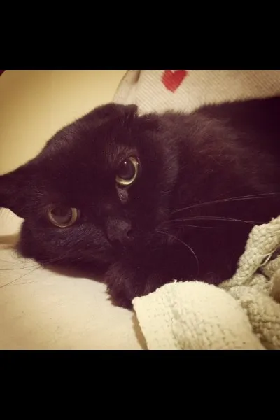 Gato ra a SRD idade 4 anos nome Cabiria