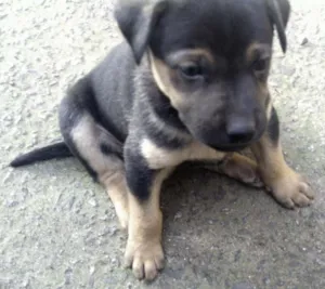 Cachorro raça indefinida idade Abaixo de 2 meses nome Tico