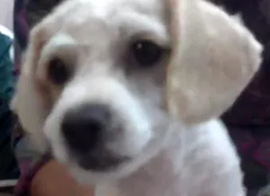 Cachorro raça Poodle idade 7 a 11 meses nome Rex GRATIFICA