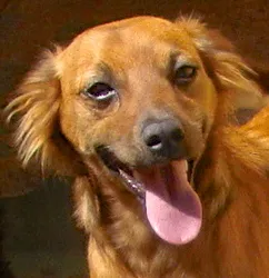 Cachorro ra a SRD idade 3 anos nome MELISSA