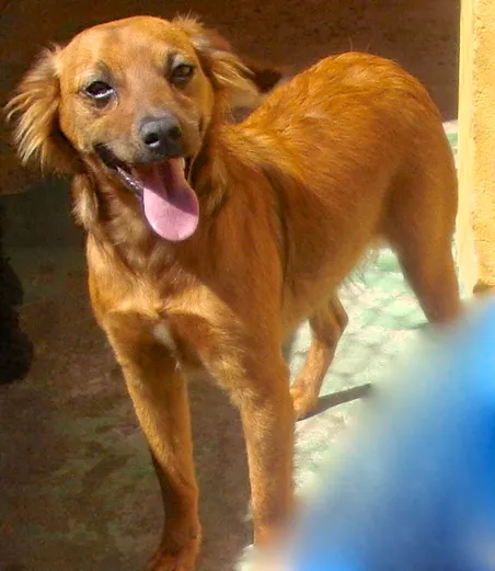 Cachorro ra a SRD idade 3 anos nome MELISSA