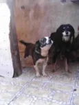 Duke