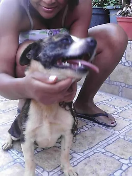 Cachorro ra a SRD idade 2 anos nome Duke