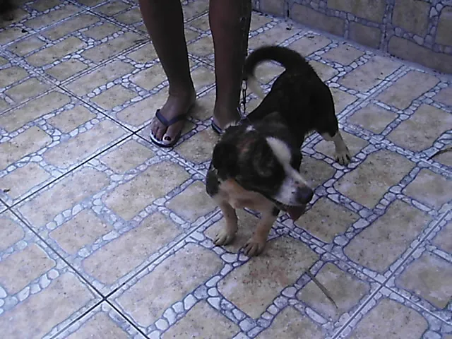 Cachorro ra a SRD idade 2 anos nome Duke